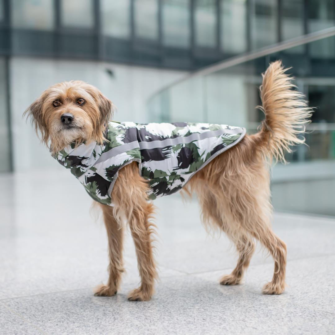 Active+ Thermo Hundemantel Schwarz – Wasserabweisend, Reflektierend, Mit Bauchschutz für Kälte und Nässe