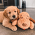 chien brun