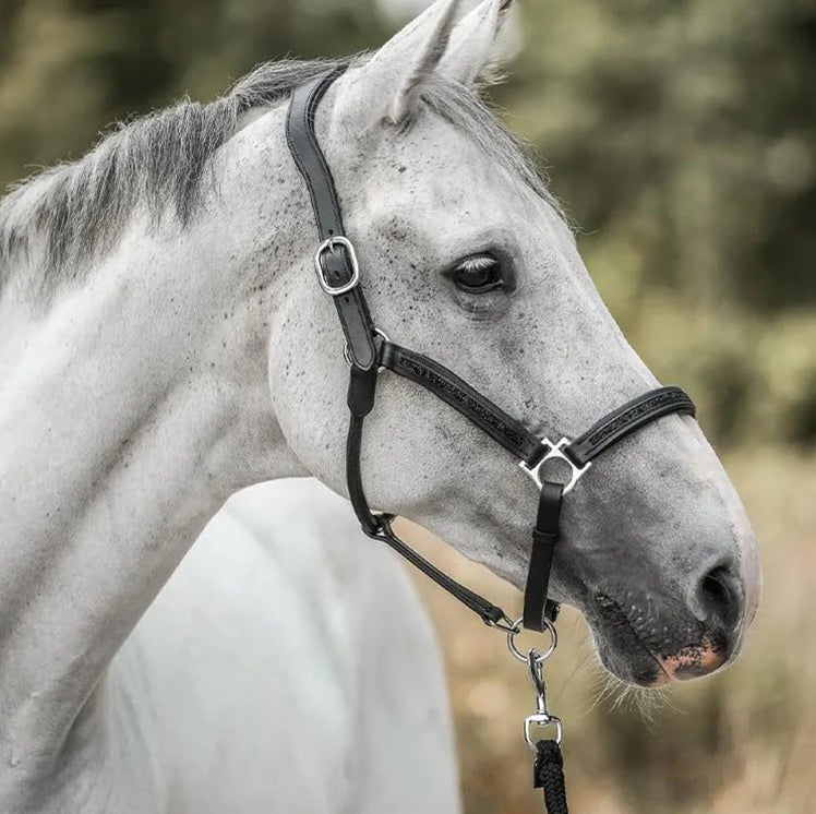 Pferde-Adventskalender 2025