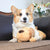 Hund hellbraun