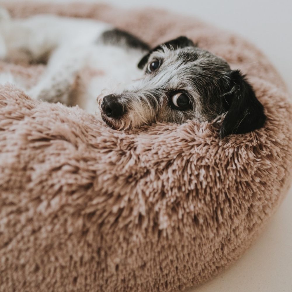 Plüschiges Hundebett Wolke mit Abnehmbarem Bezug – Extraweich und Hygienisch für Optimalen Komfort