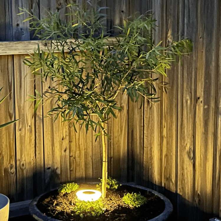 Solarbetriebene Gartenlampen | 4er Set für ganzjährige Nutzung im Freien